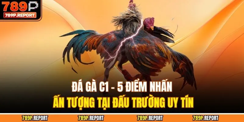 Đá Gà C1 - 5 Điểm Nhấn Ấn Tượng Tại Đấu Trường Uy Tín